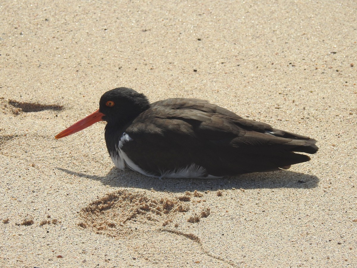 American Oystercatcher - ML622636378