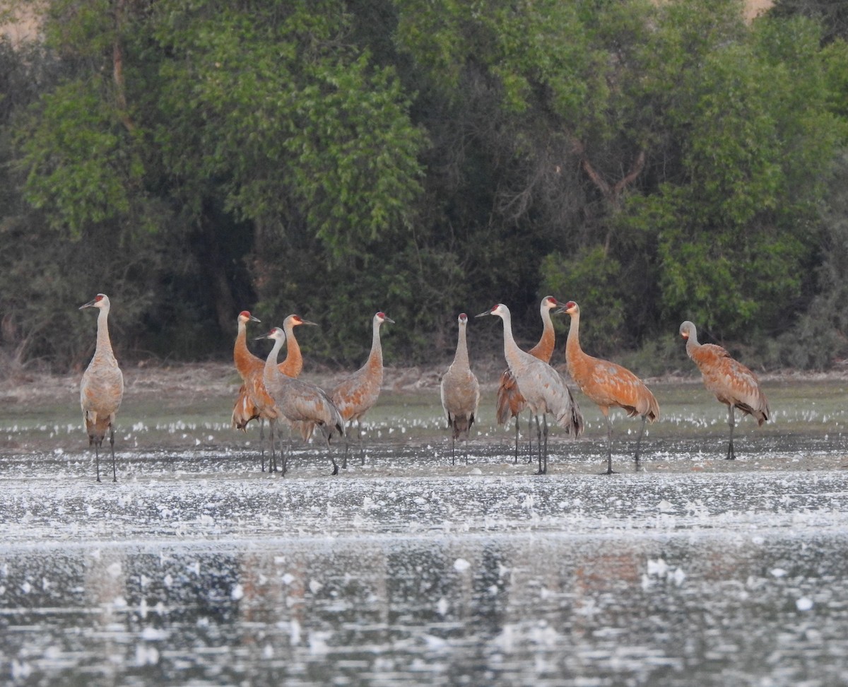 Sandhill Crane - ML622636435