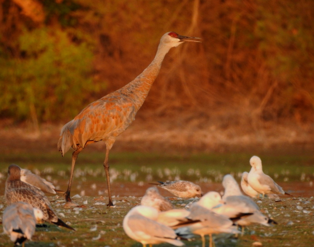 Sandhill Crane - ML622636436