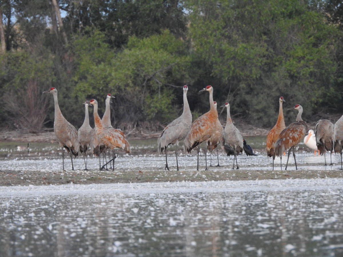 Sandhill Crane - ML622636437