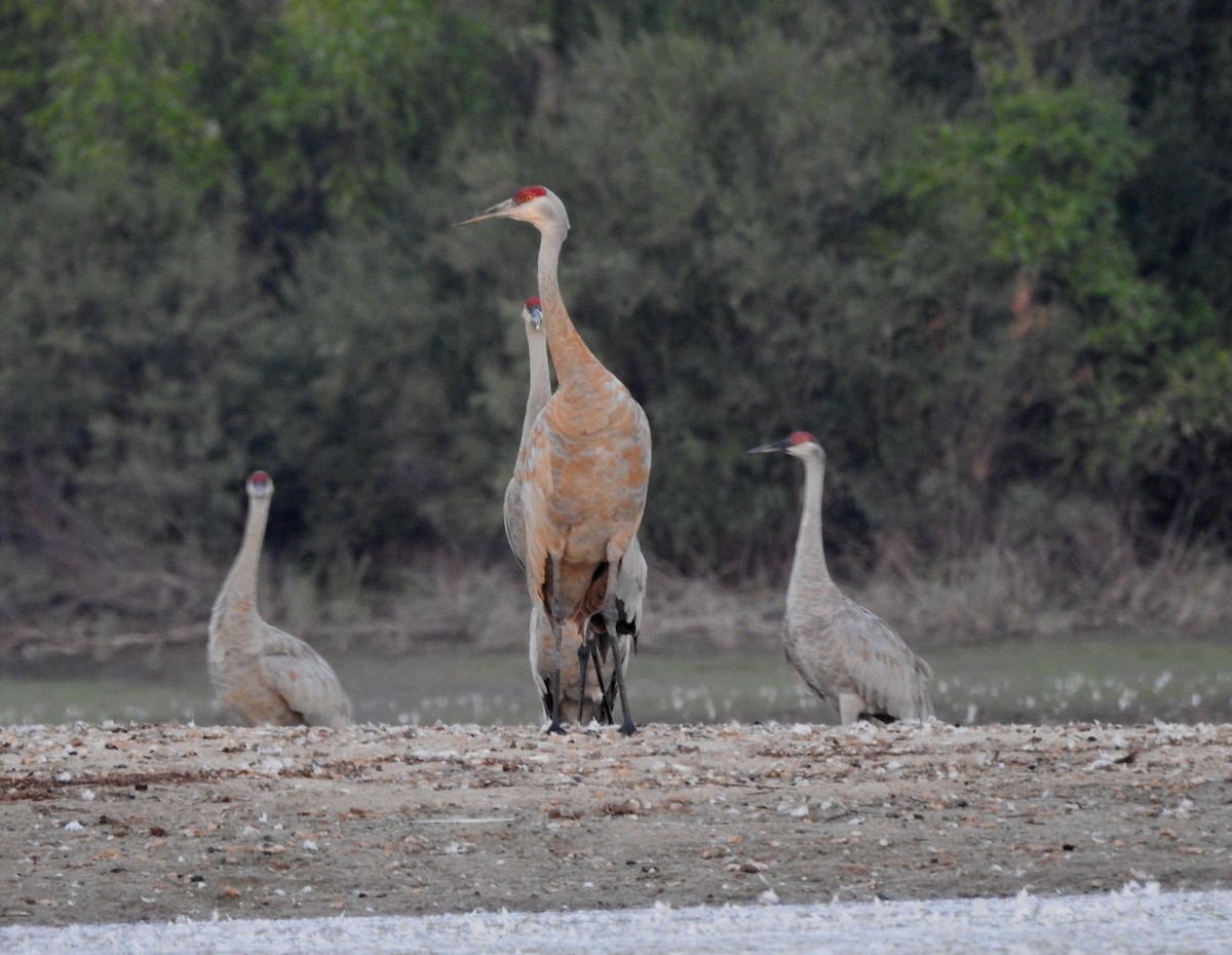 Sandhill Crane - ML622636438