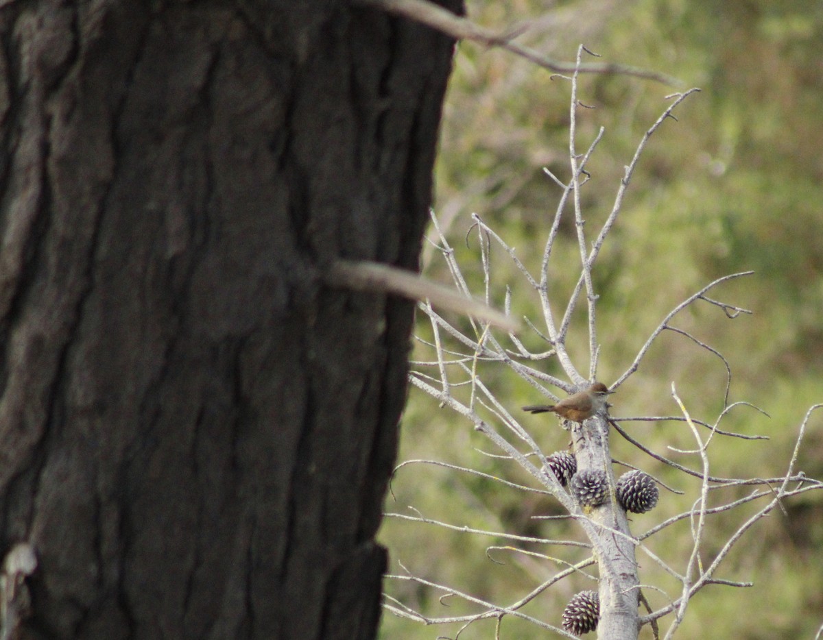 Dusky-tailed Canastero - Ada Rebolledo