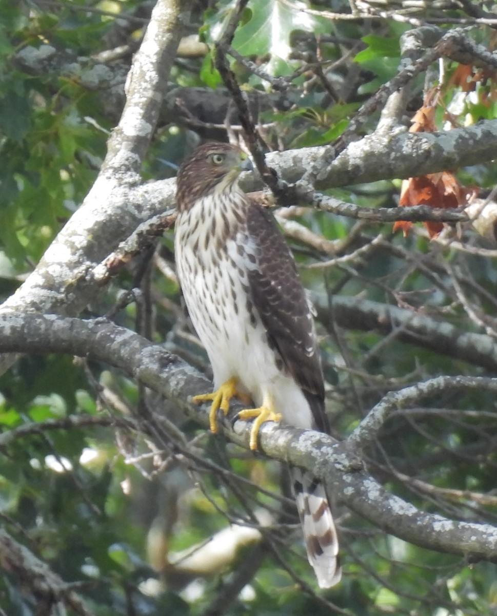 Cooper's Hawk - ML622636567