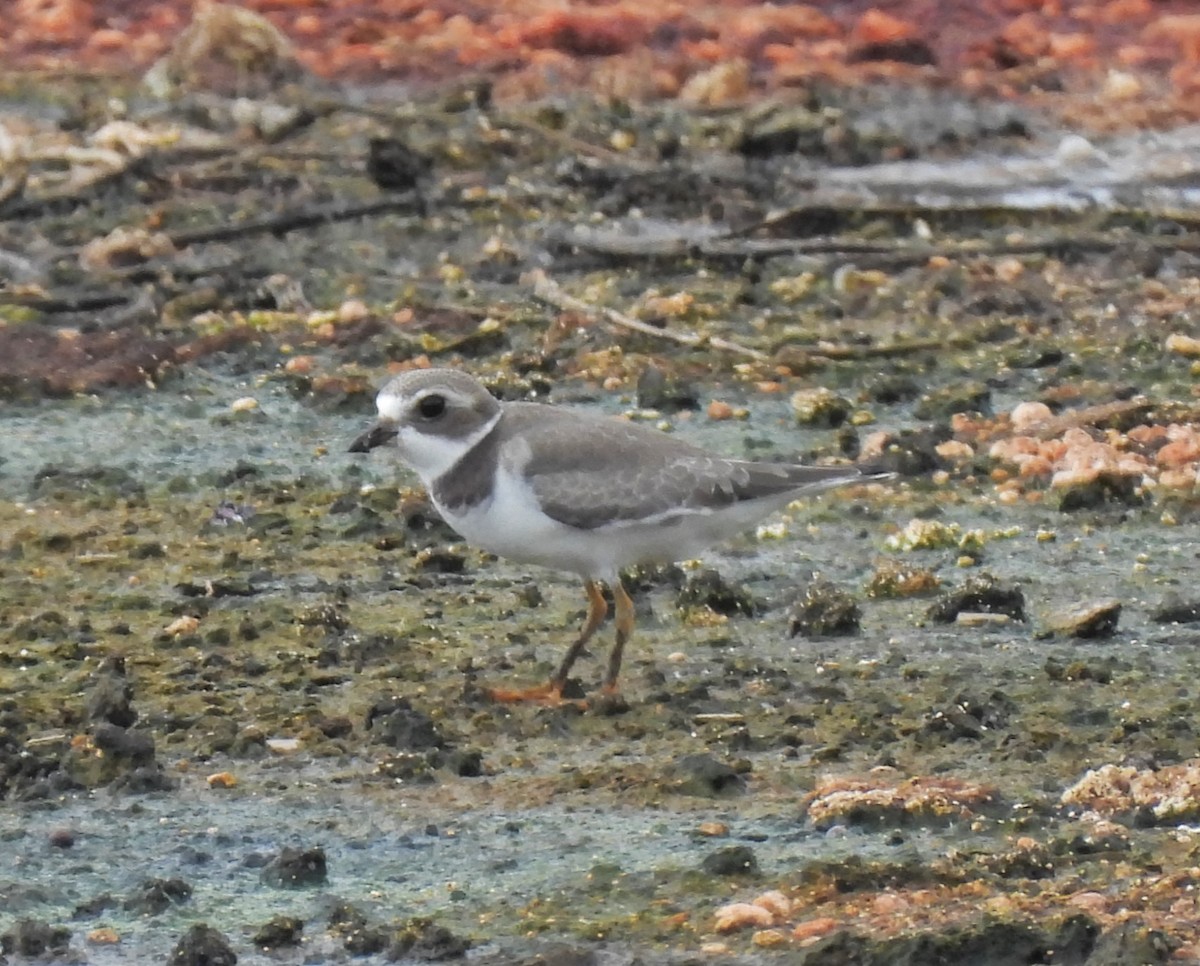 Semipalmated Plover - ML622636591