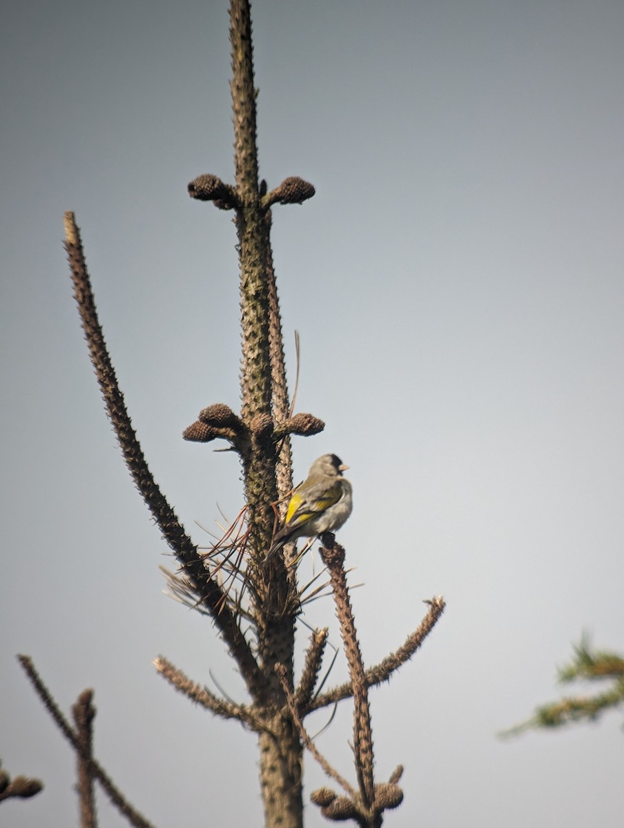 Lawrence's Goldfinch - ML622636619