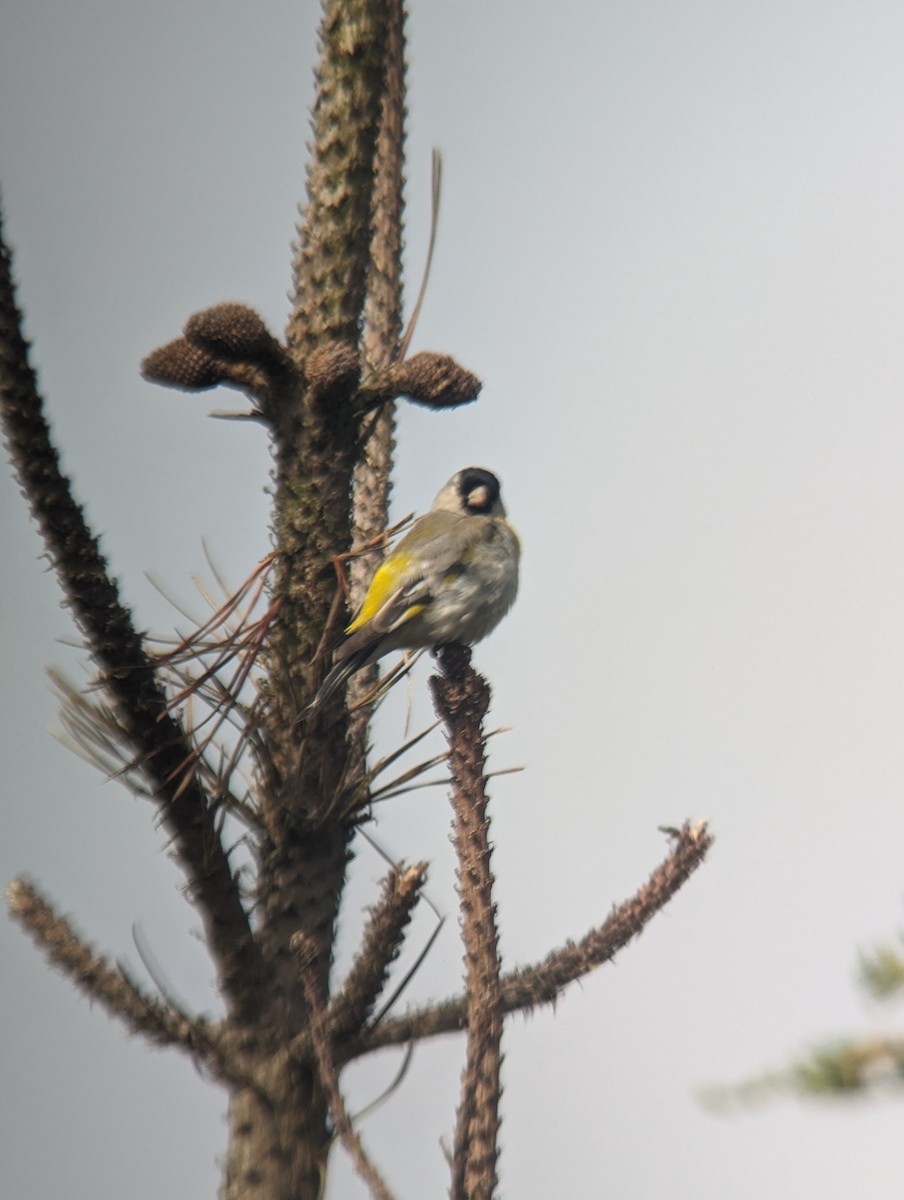 Lawrence's Goldfinch - Alec Moore