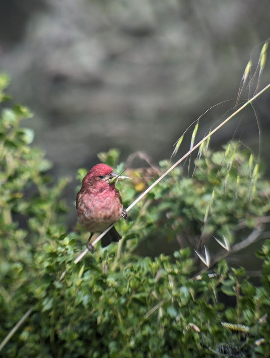 Purple Finch - ML622636644