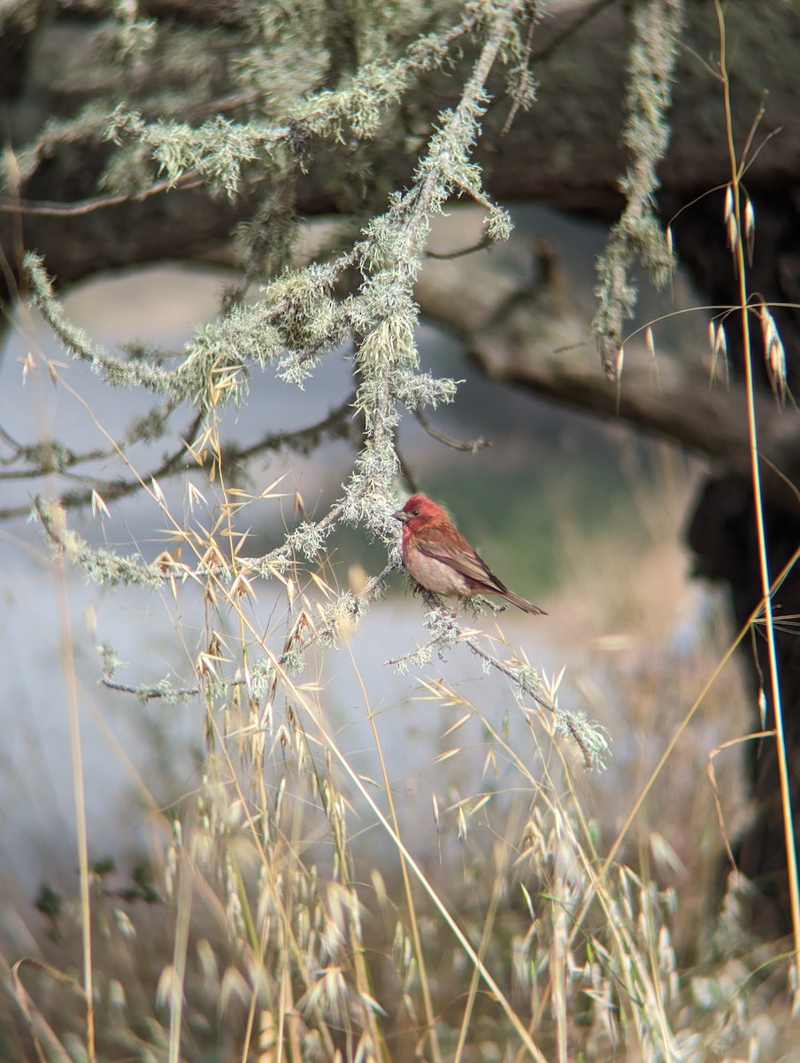 Purple Finch - ML622636645