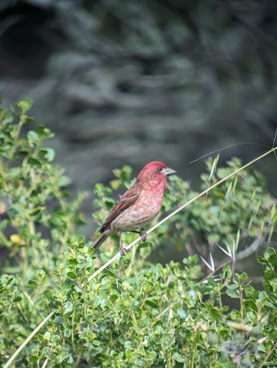 Purple Finch - ML622636646