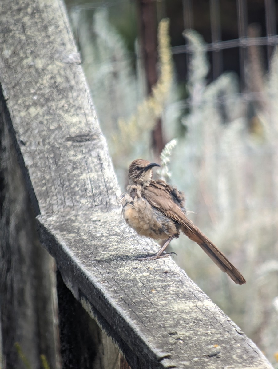 California Thrasher - ML622636658