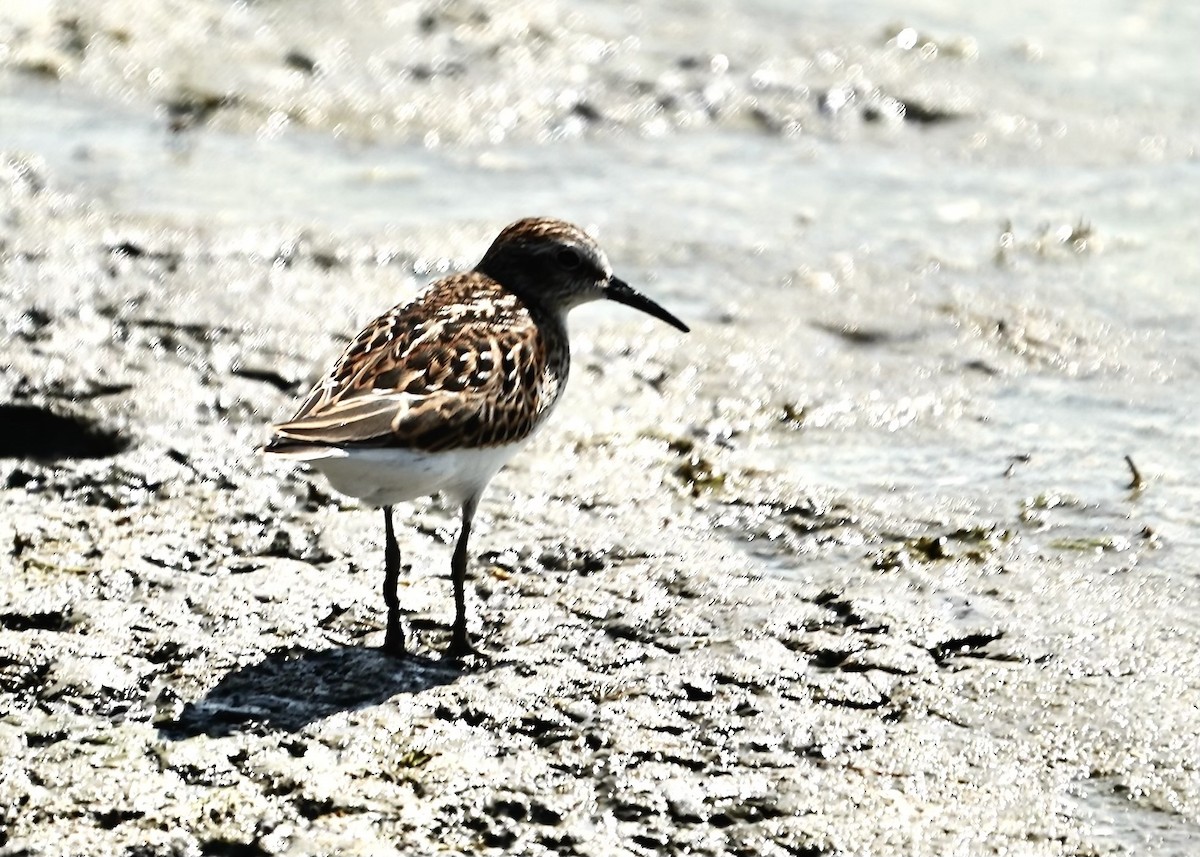 Least Sandpiper - ML622636663