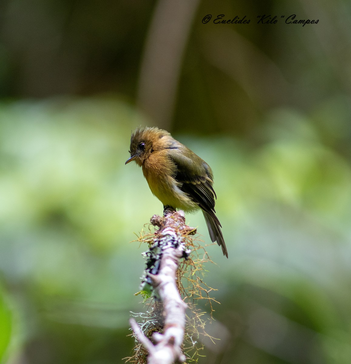 Mosquero Moñudo Común (aurantiiventris) - ML622636664