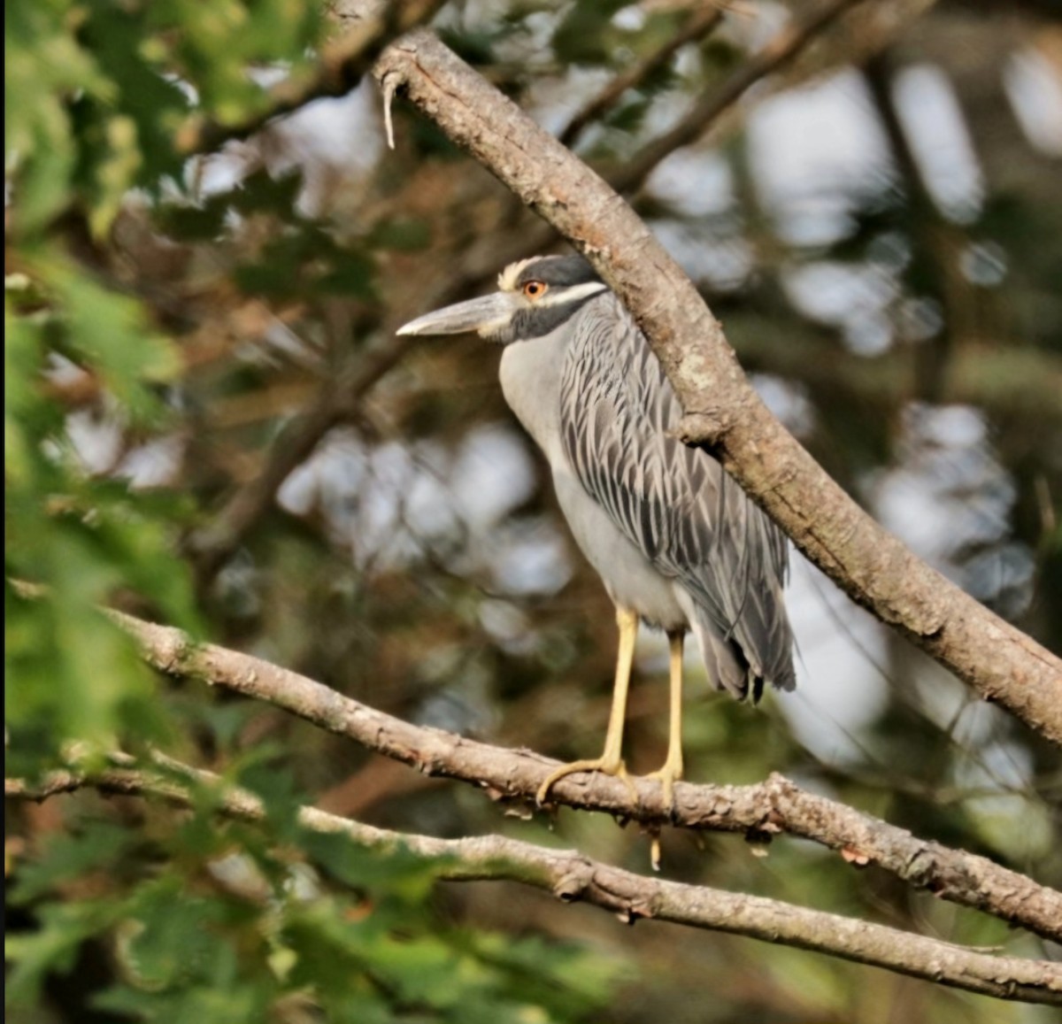 Yellow-crowned Night Heron - ML622636724