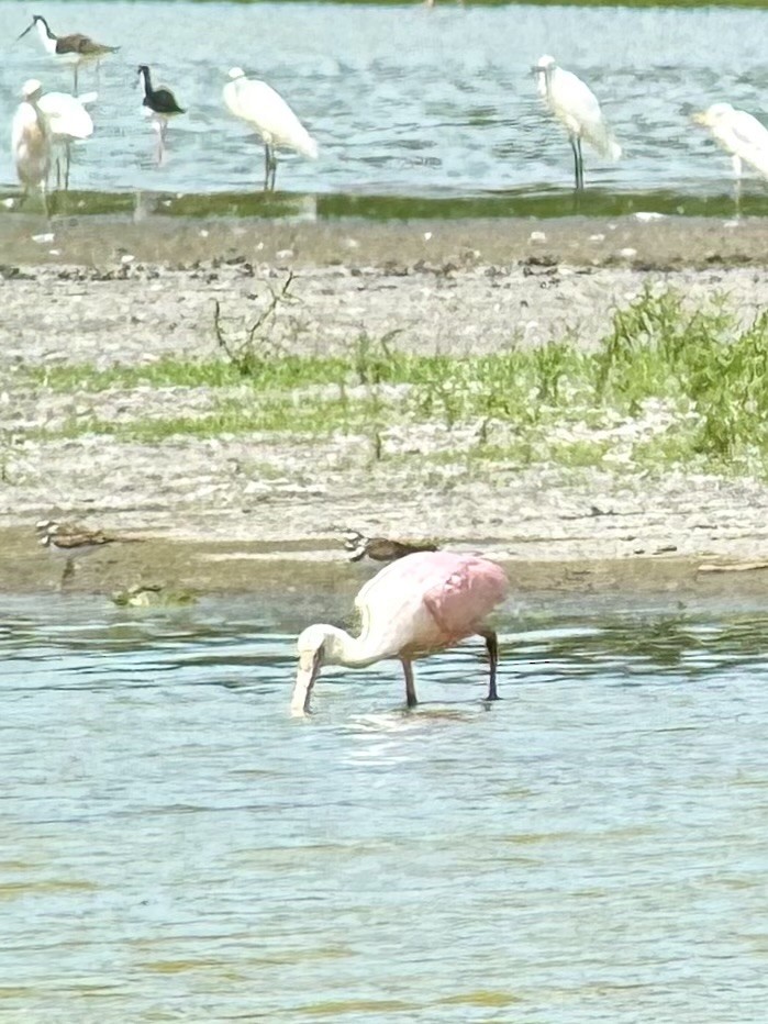 Roseate Spoonbill - ML622636834