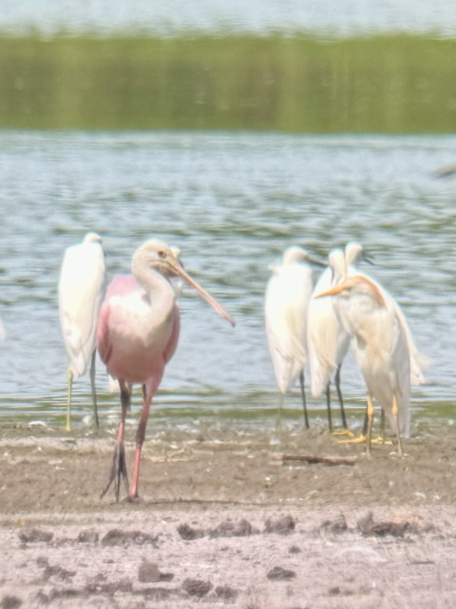 Roseate Spoonbill - ML622636835