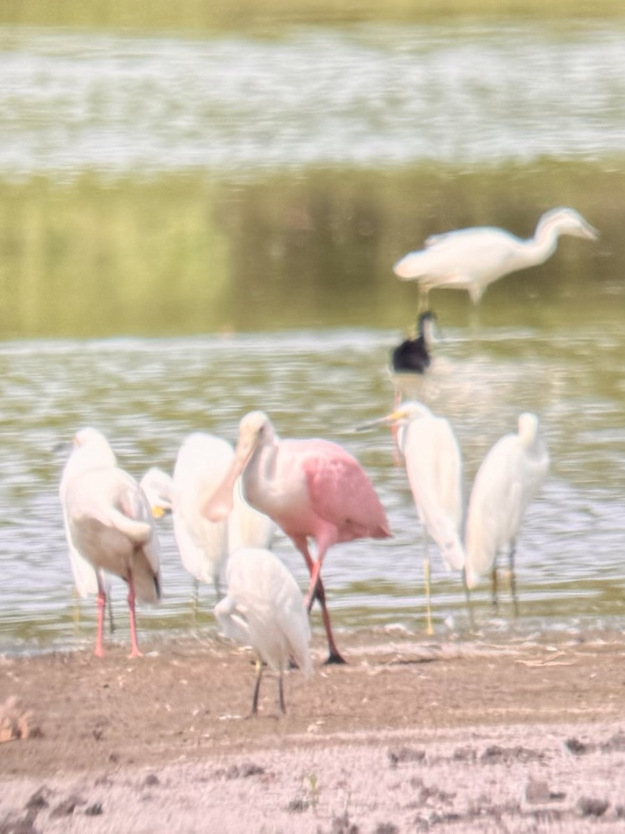 Roseate Spoonbill - ML622636836