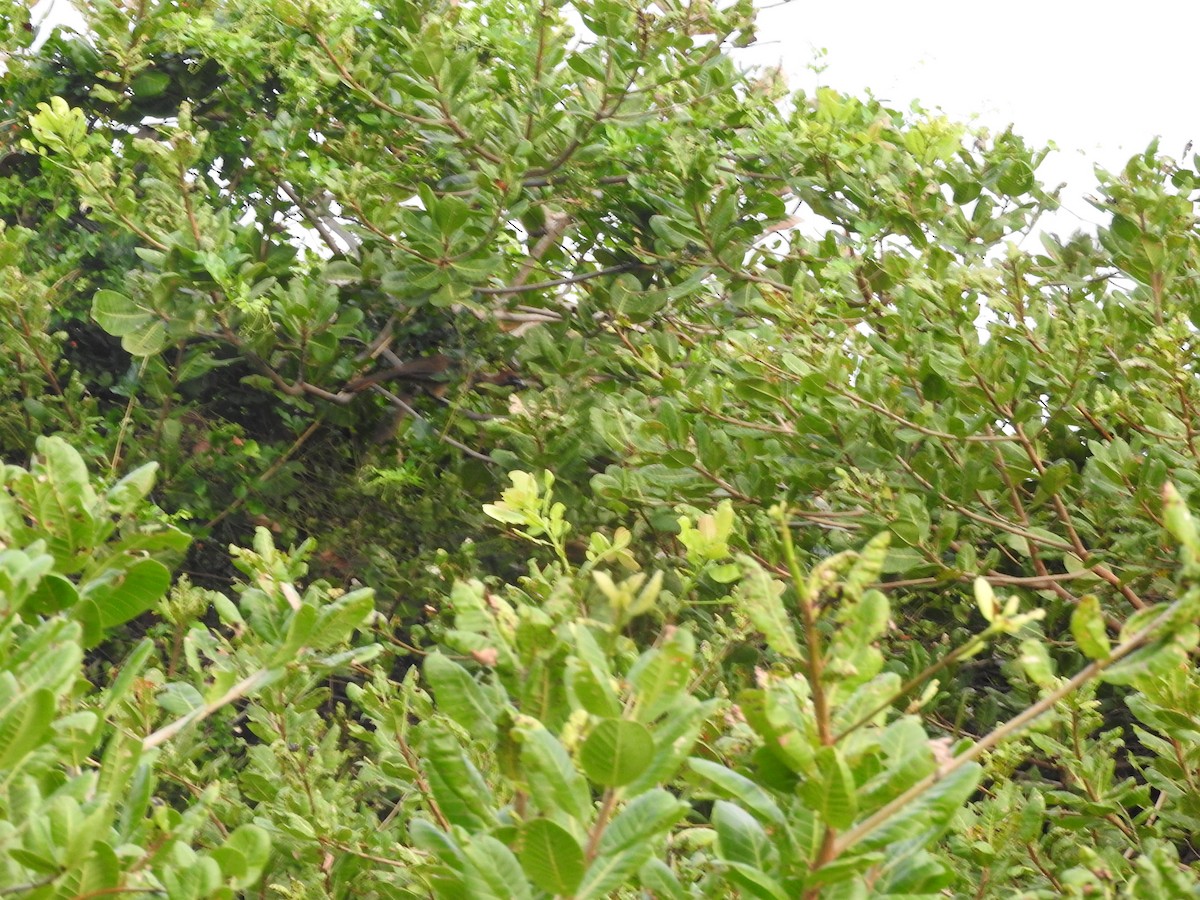 East Brazilian Chachalaca - Tito Garcez