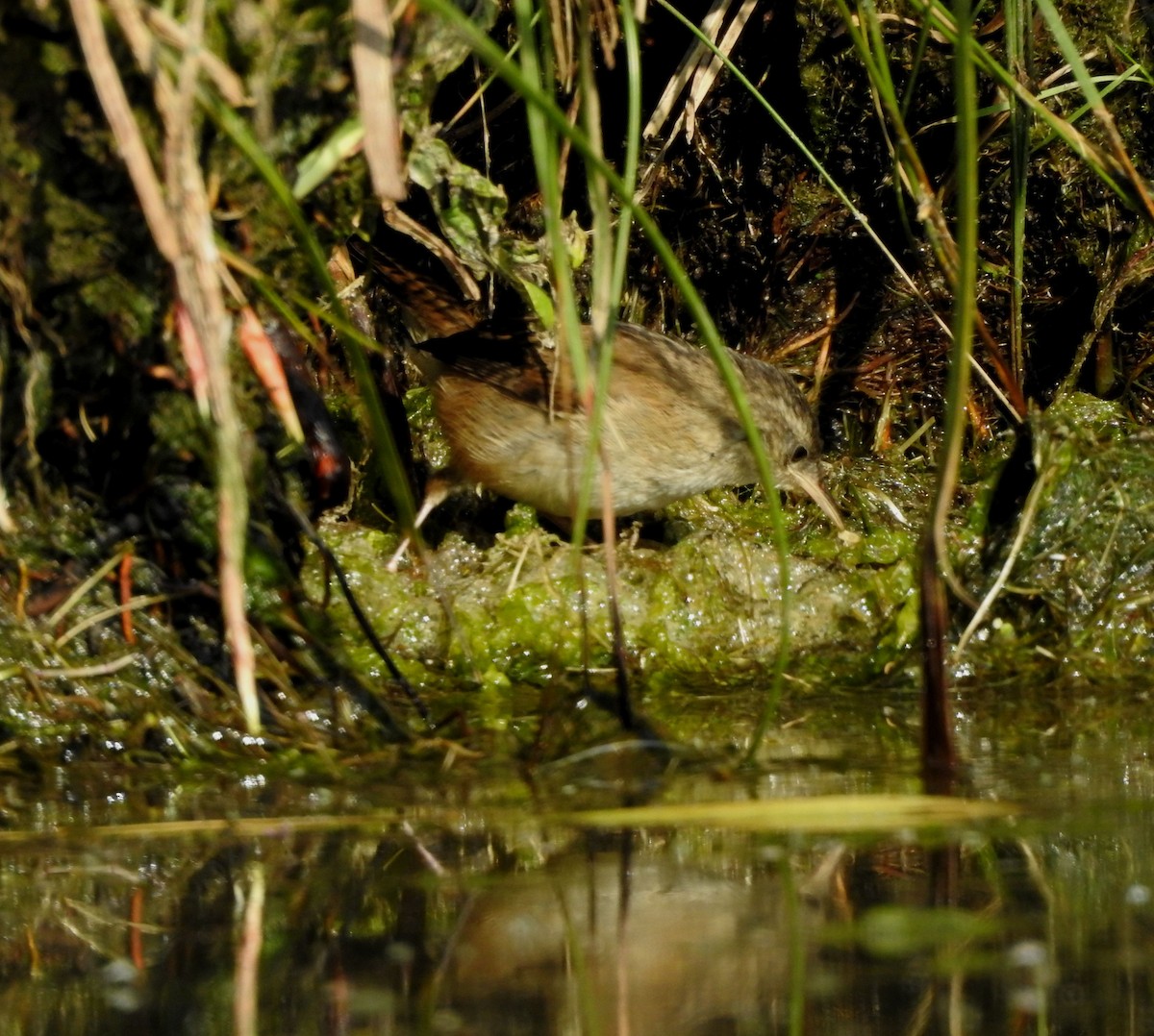 Marsh Wren - ML622636954