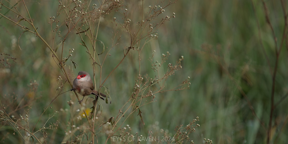 Common Waxbill - Raven X