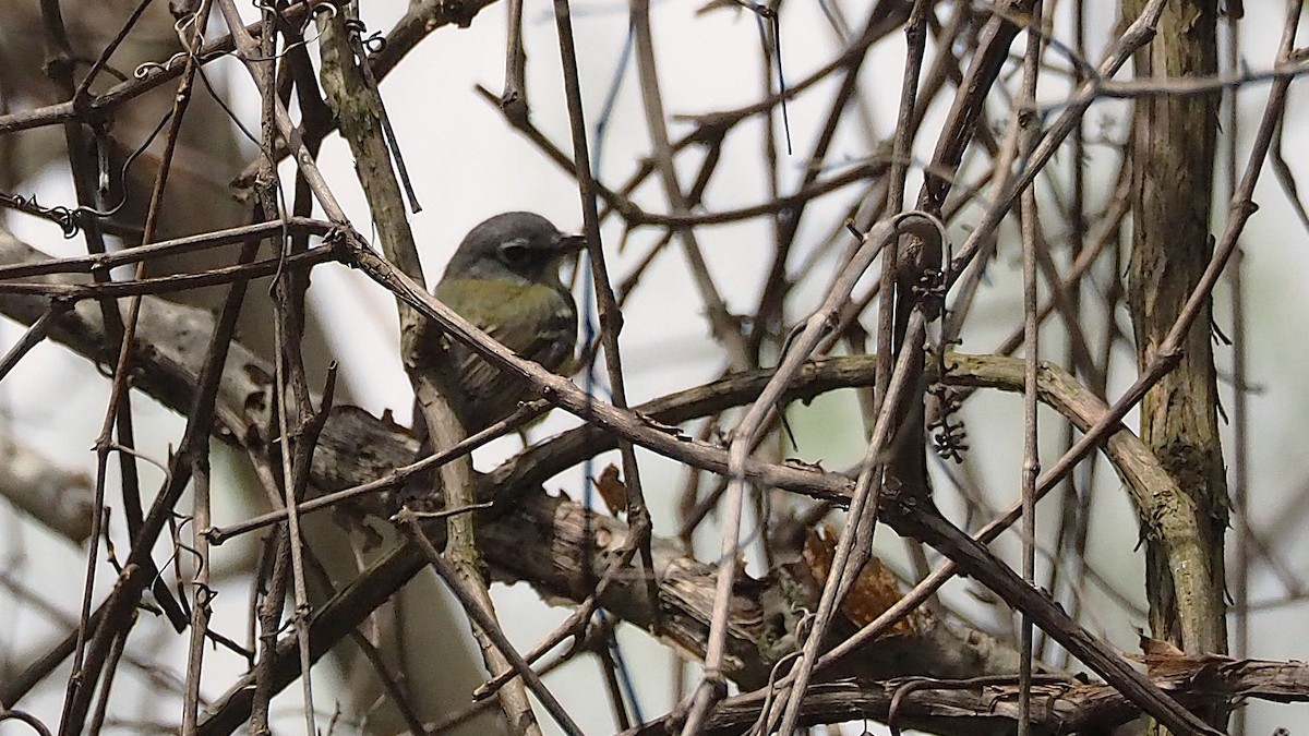 Vireo Solitario - ML622637047