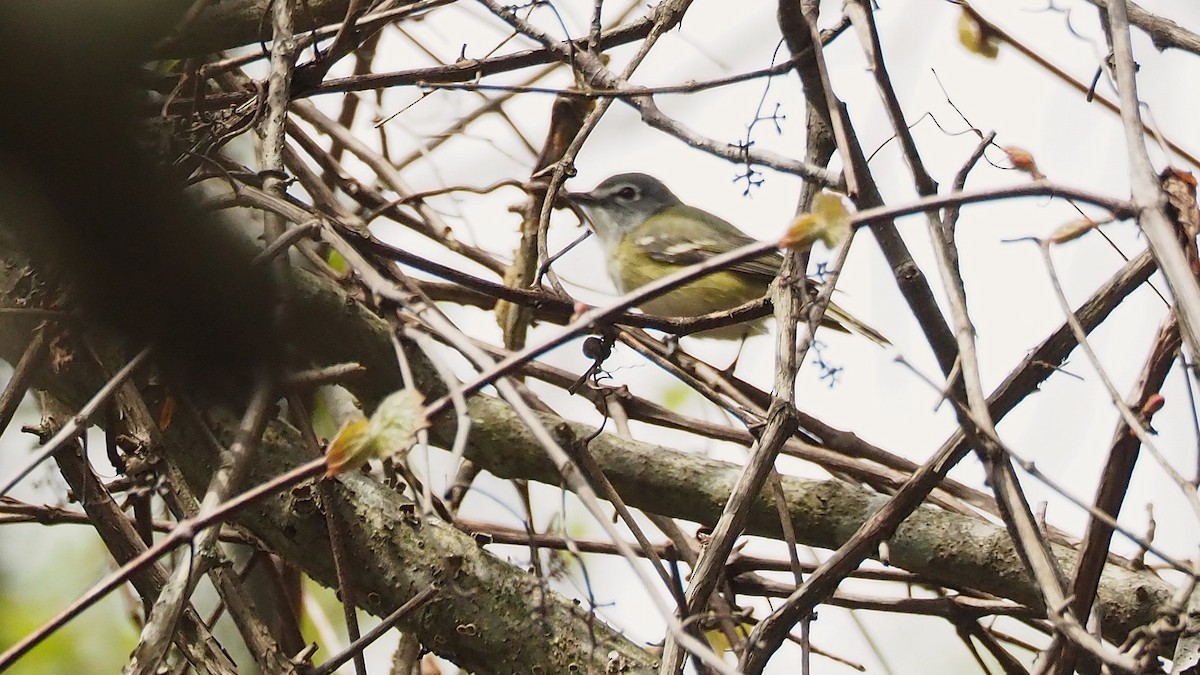 Mavi Başlı Vireo - ML622637048