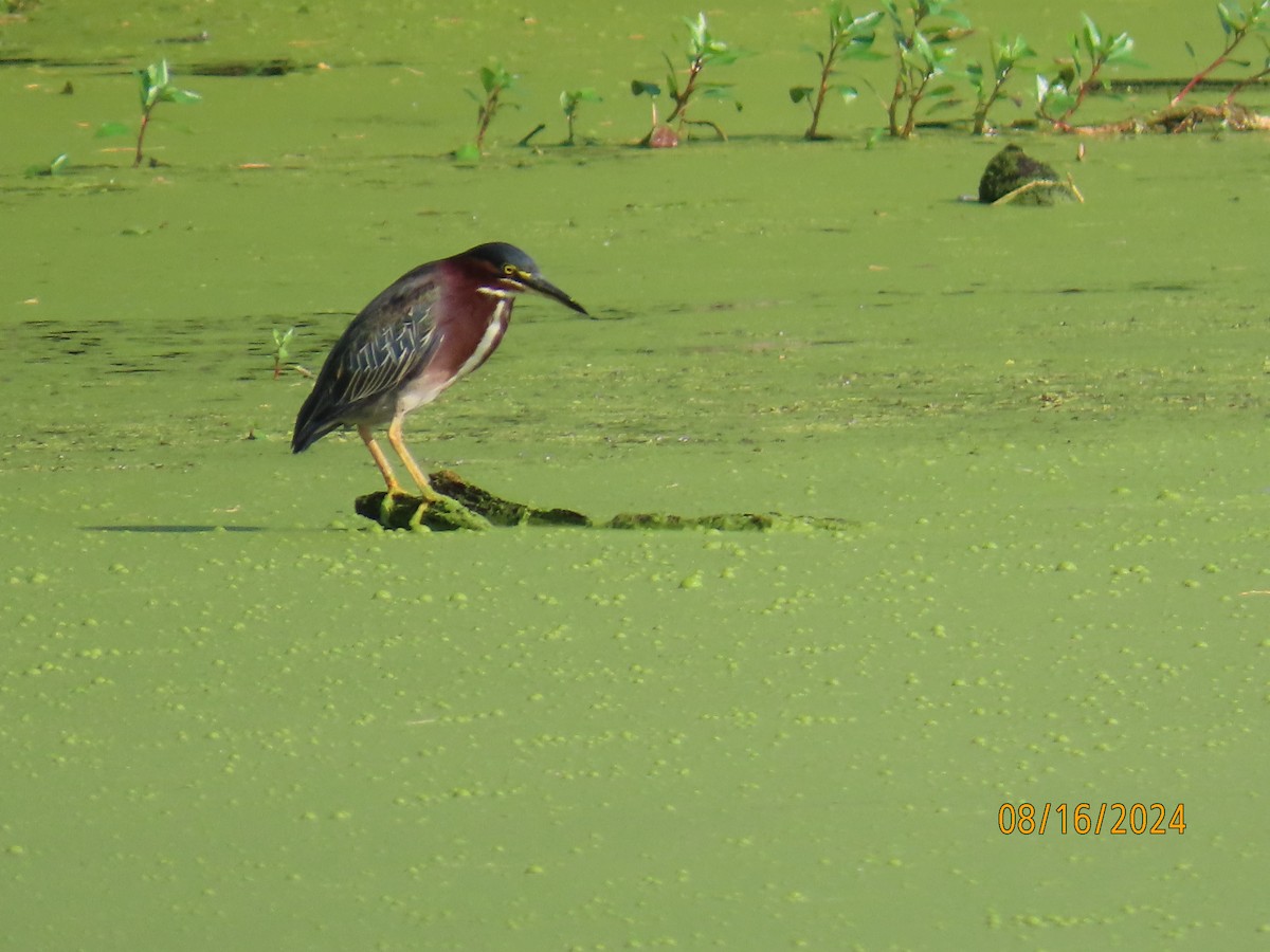 Green Heron - Jerry Hemmersmeyer