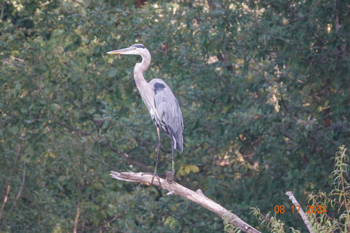 Great Blue Heron - ML622637130