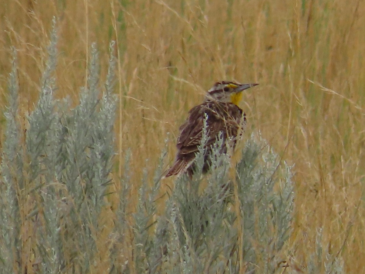 Western Meadowlark - ML622637167