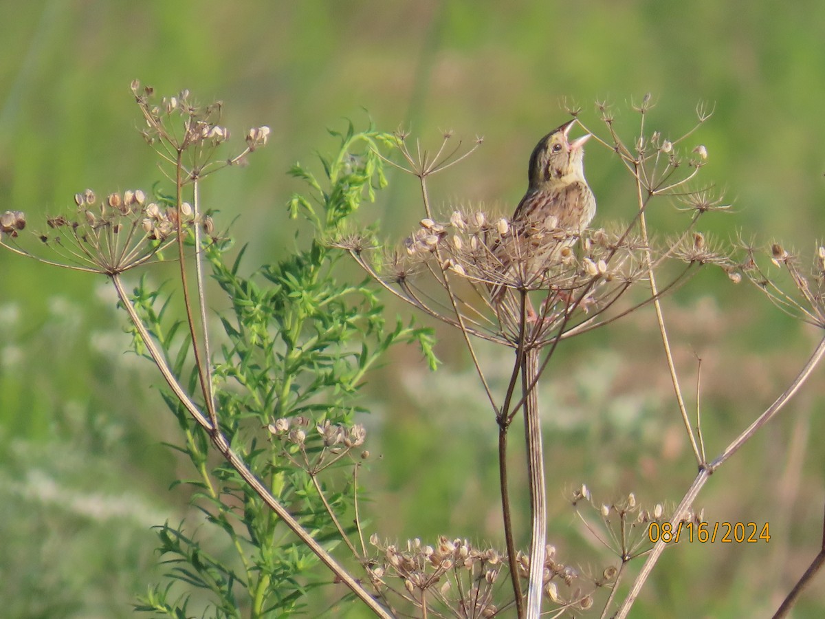 Henslow's Sparrow - ML622637174