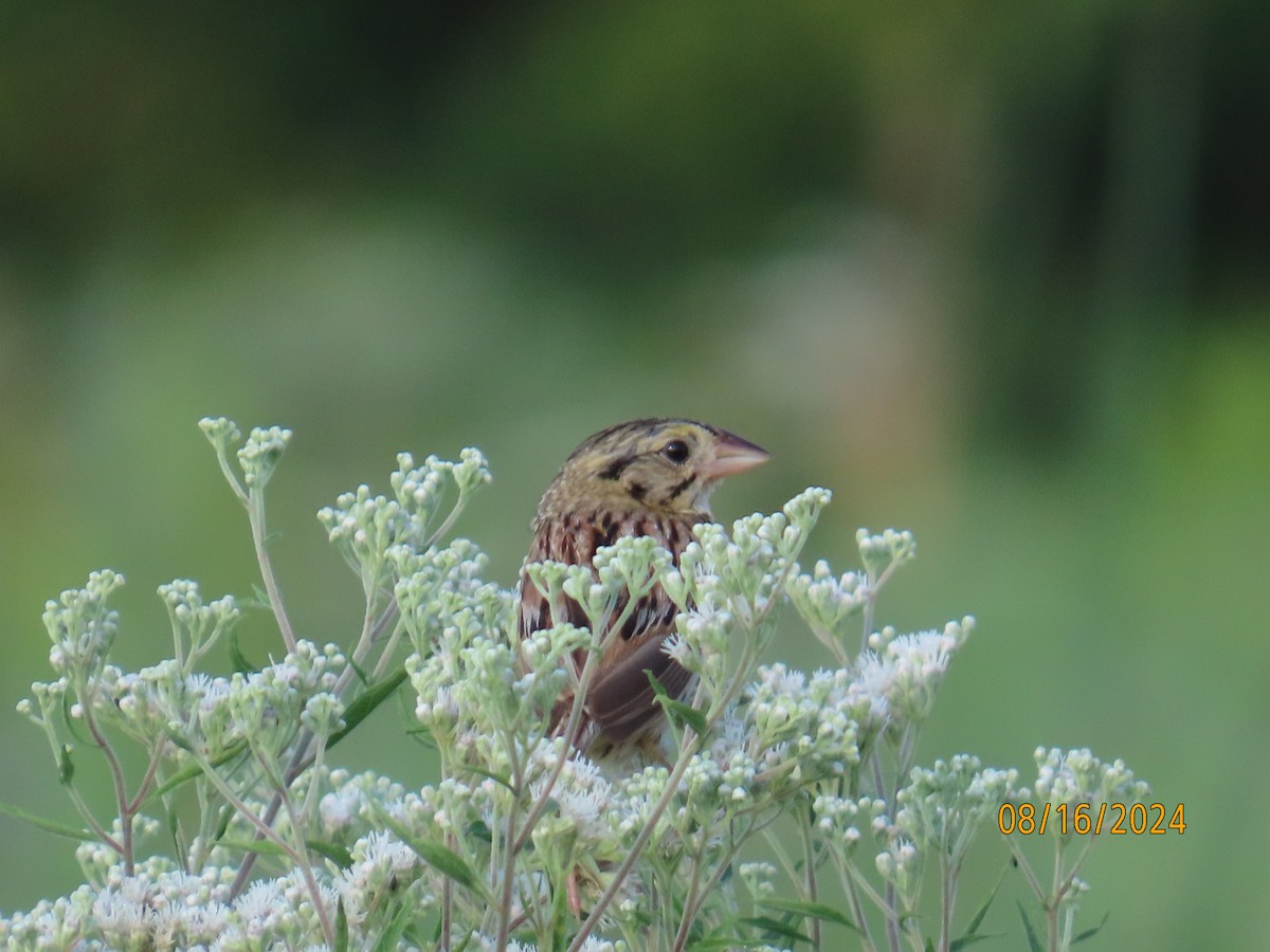 Henslow's Sparrow - ML622637191