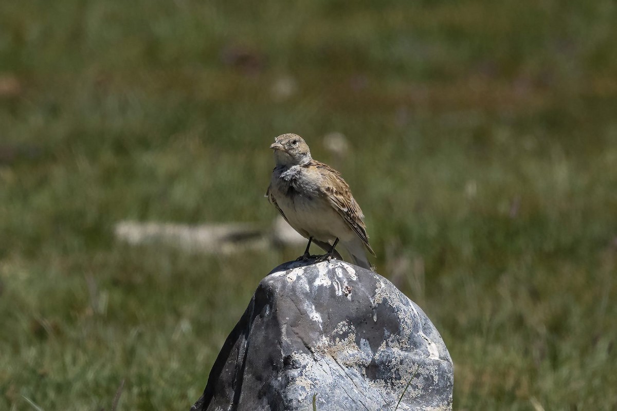 Tibetan Lark - ML622637207