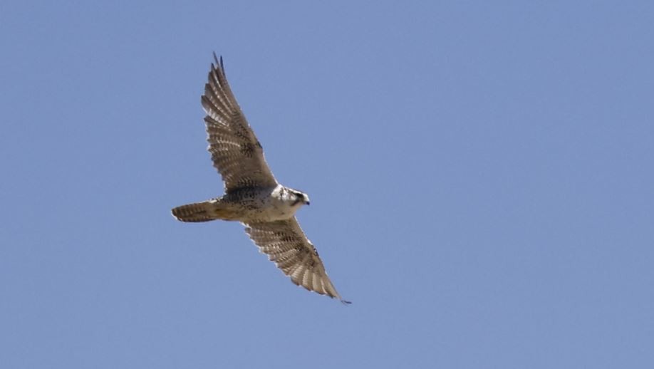 Saker Falcon - ML622637217