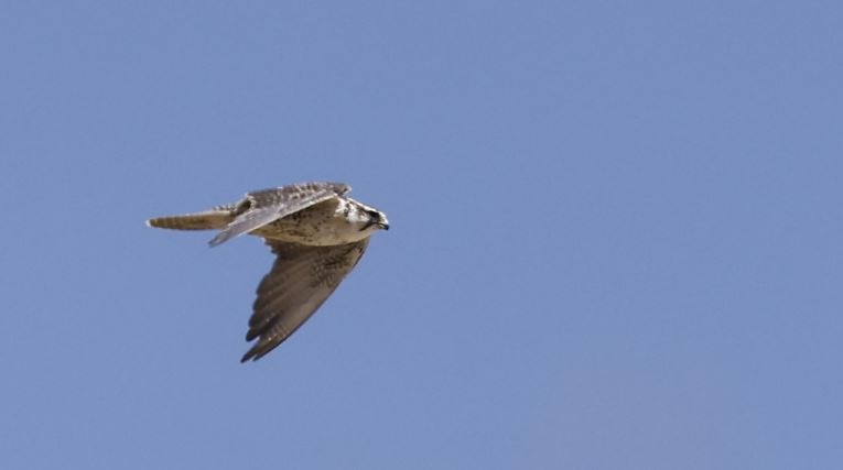 Saker Falcon - ML622637226