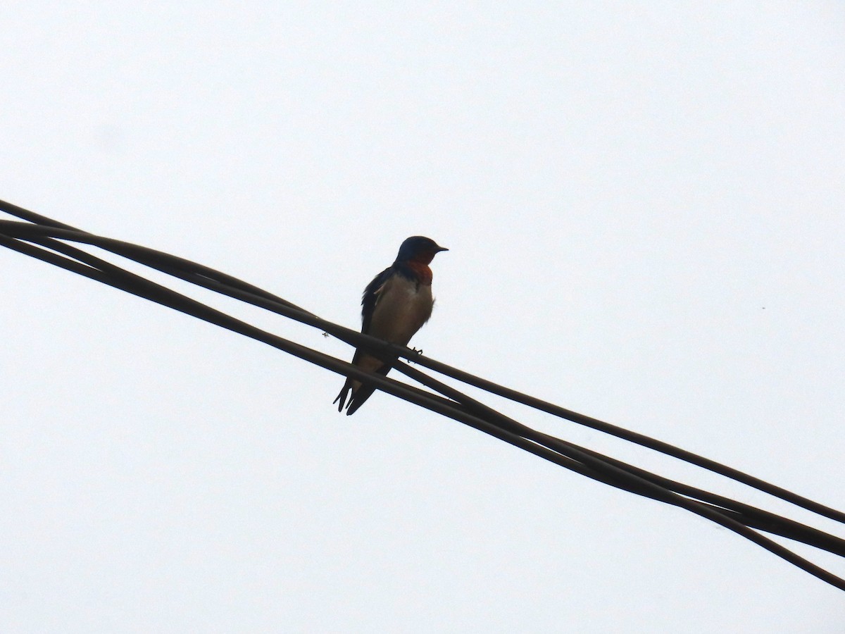 Angola Swallow - ML622637227