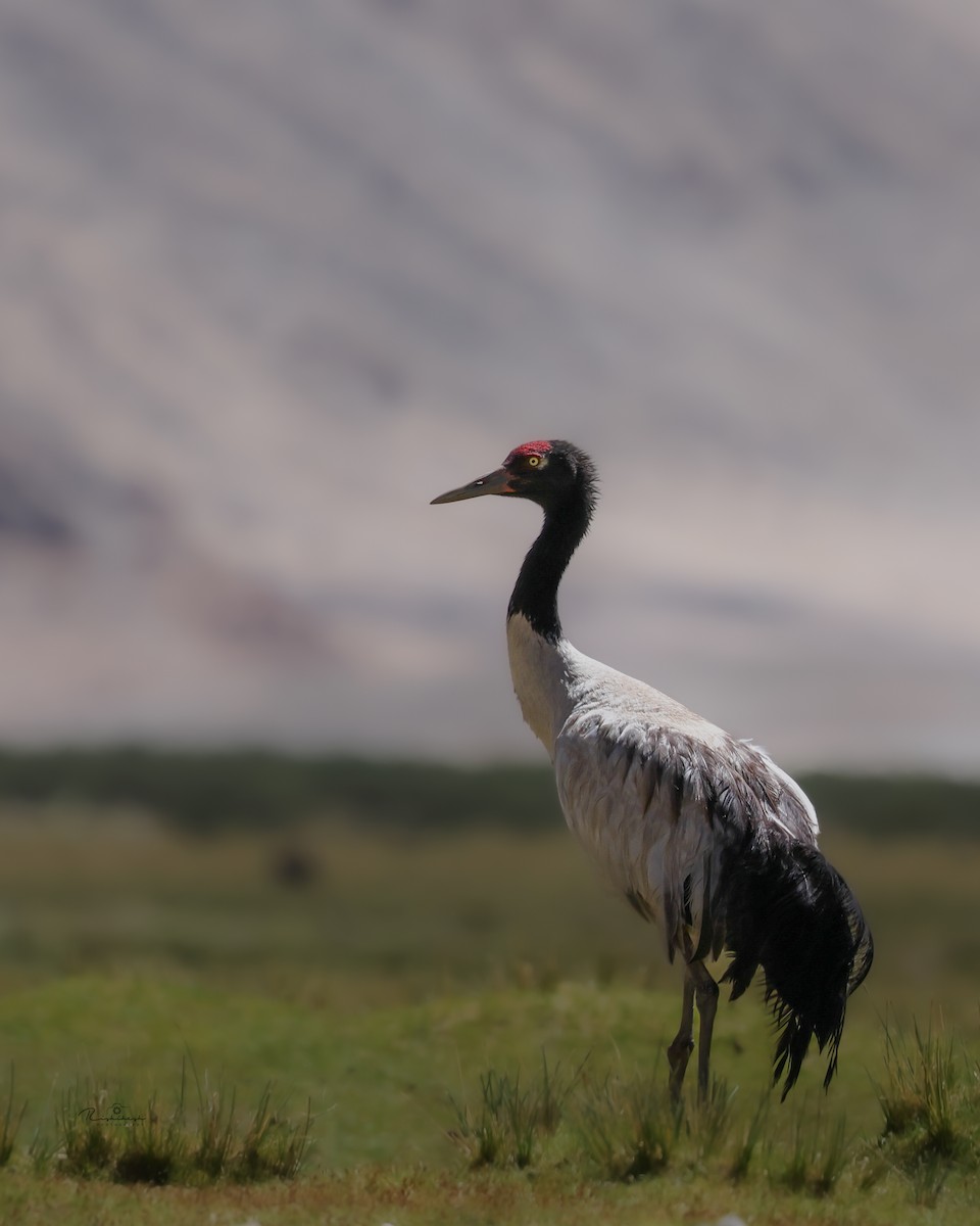 Black-necked Crane - Rishikesh  Lande