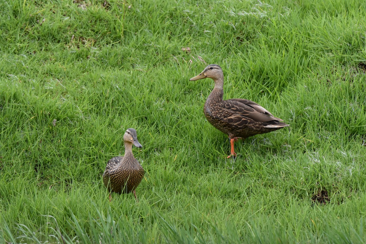 Mexican Duck - ML622637267