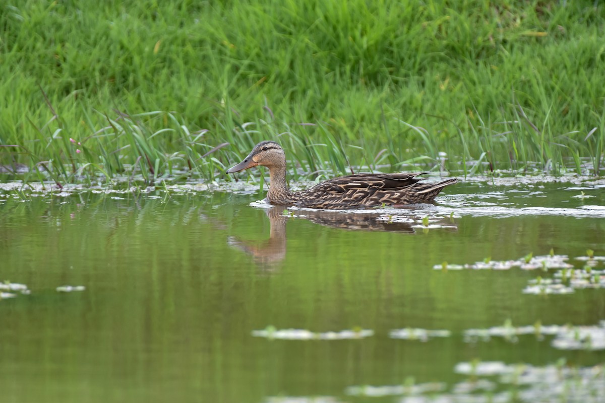 Mexican Duck - ML622637268