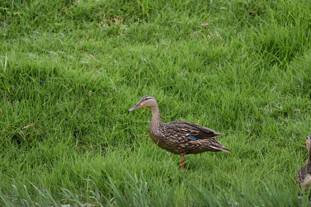Mexican Duck - ML622637269
