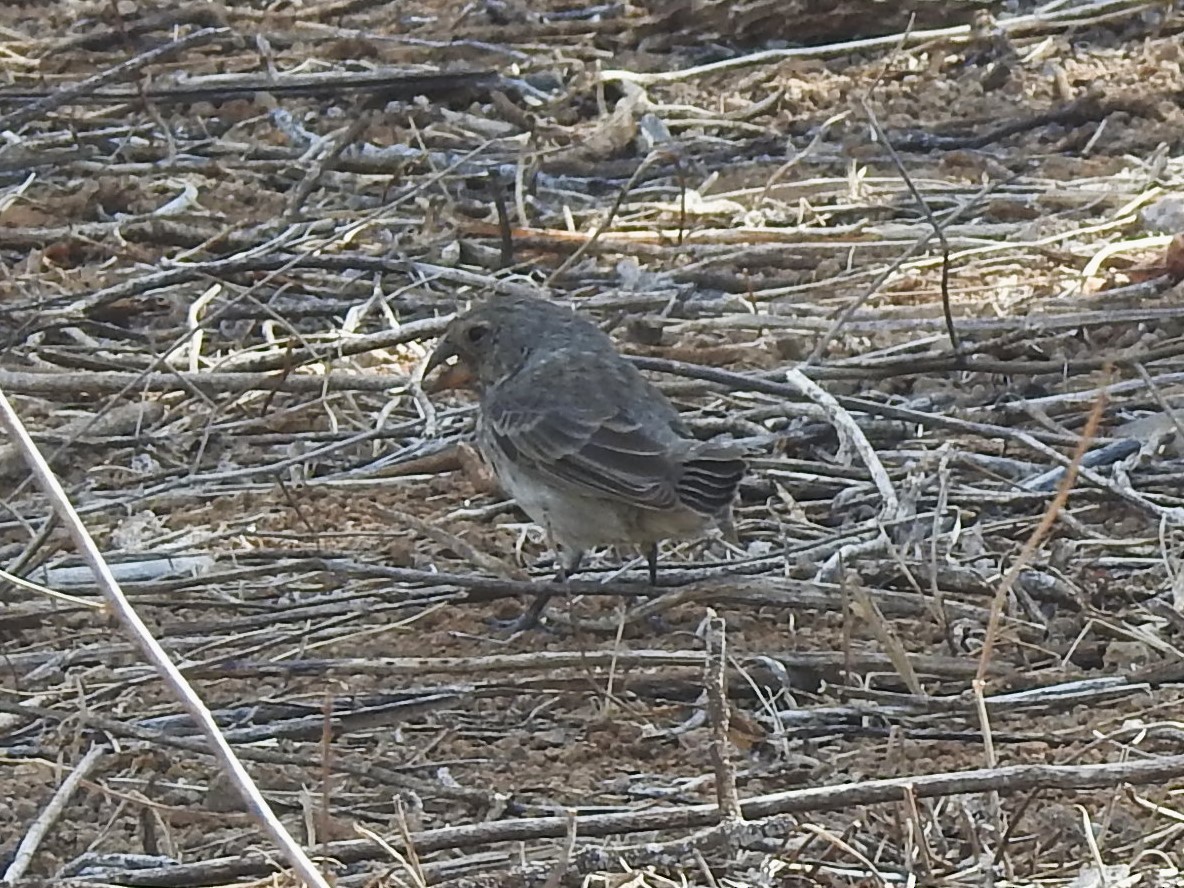 Small Ground-Finch - ML622637282