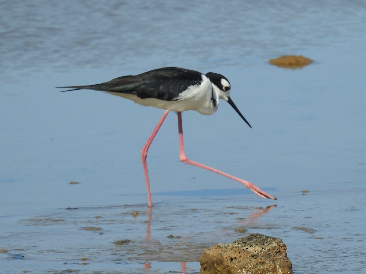 Black-necked Stilt - ML622637284