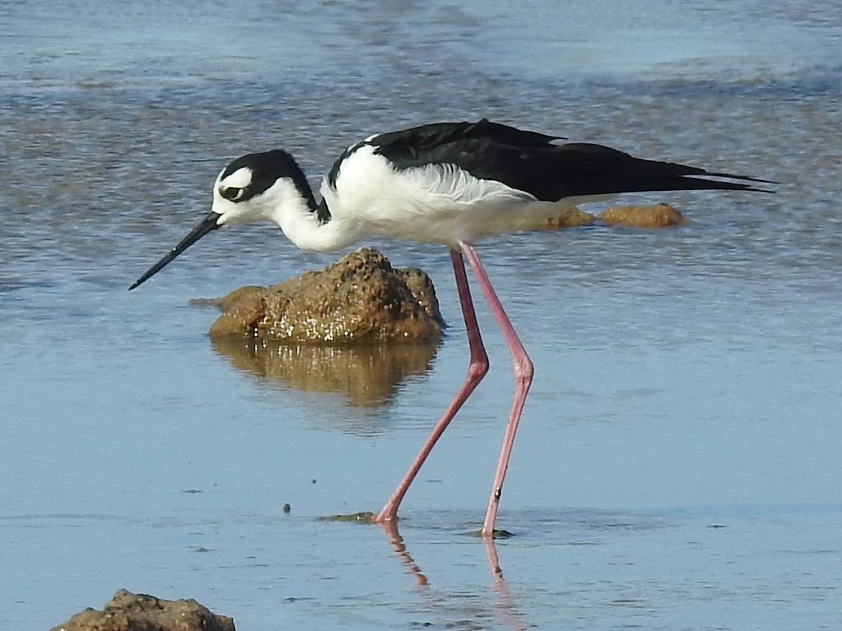 Black-necked Stilt - ML622637287