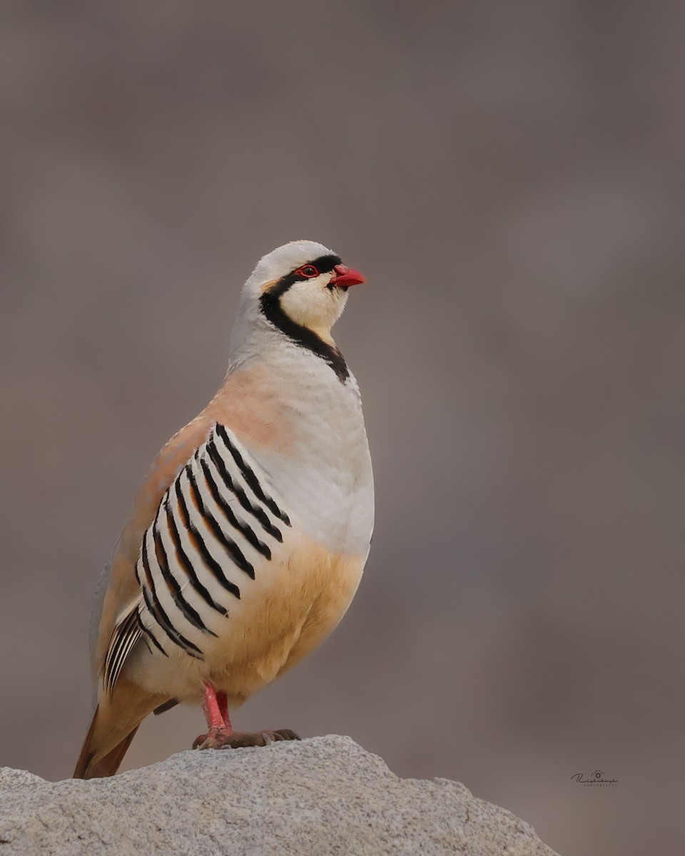 Chukar - ML622637293