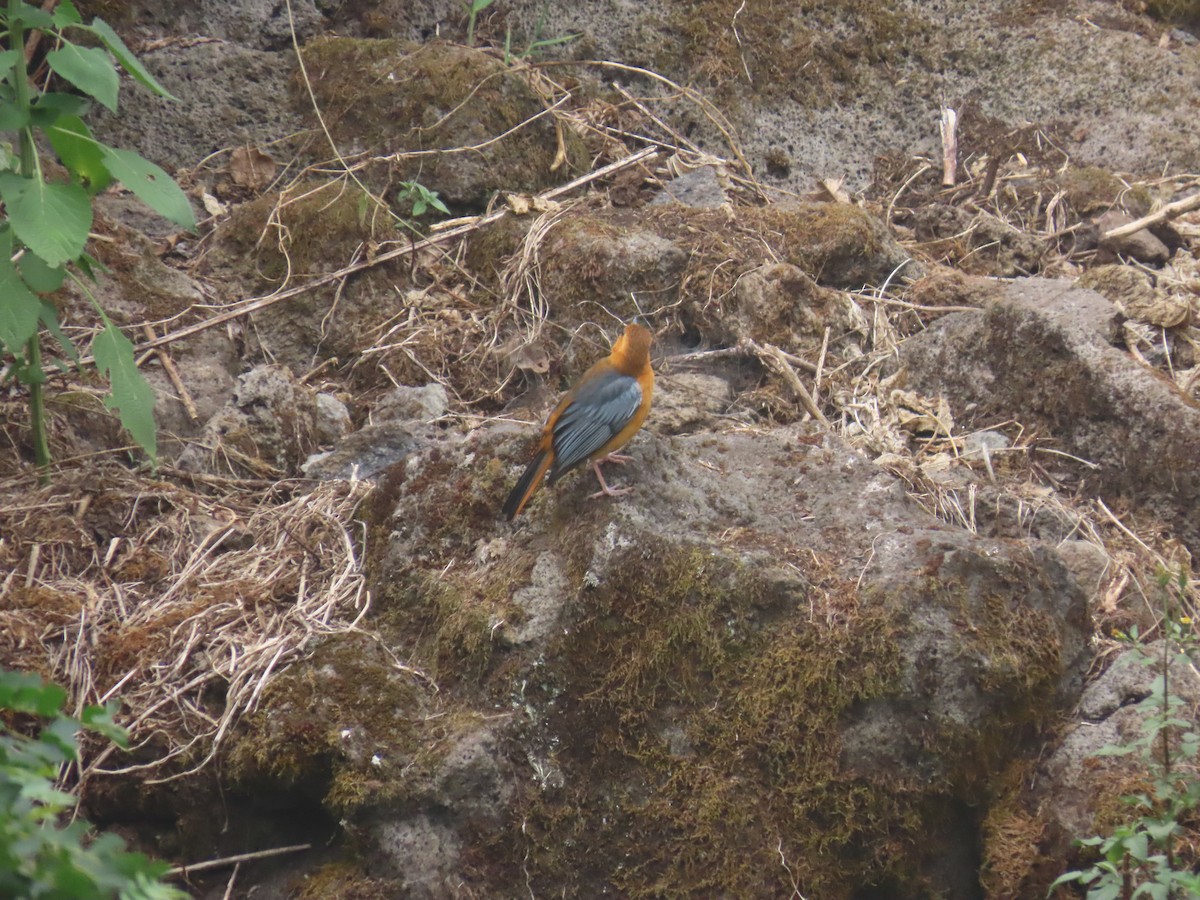 Red-capped Robin-Chat - ML622637301