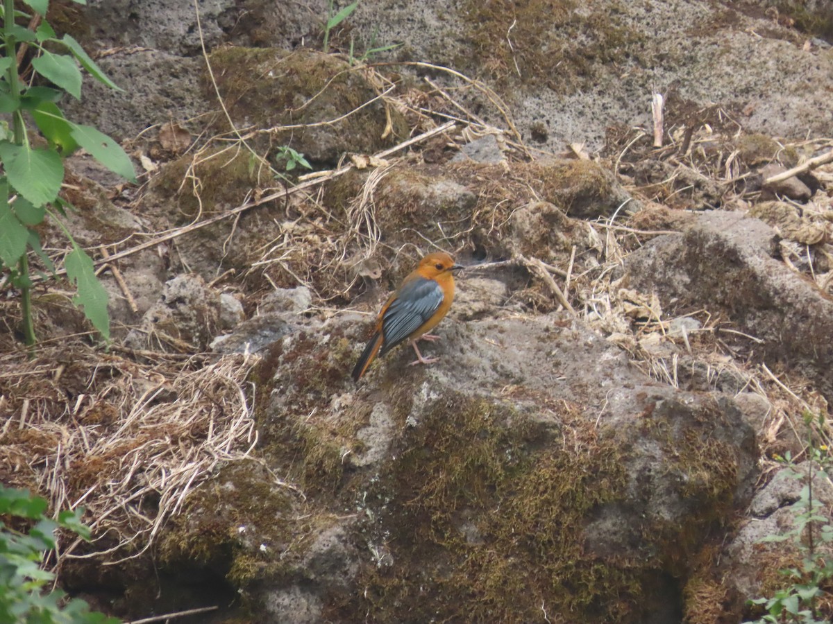 Red-capped Robin-Chat - ML622637302