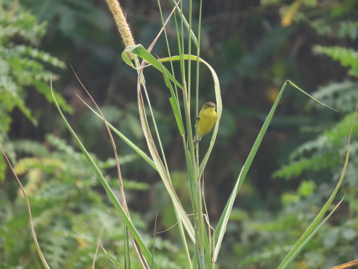 African Yellow-Warbler - ML622637323