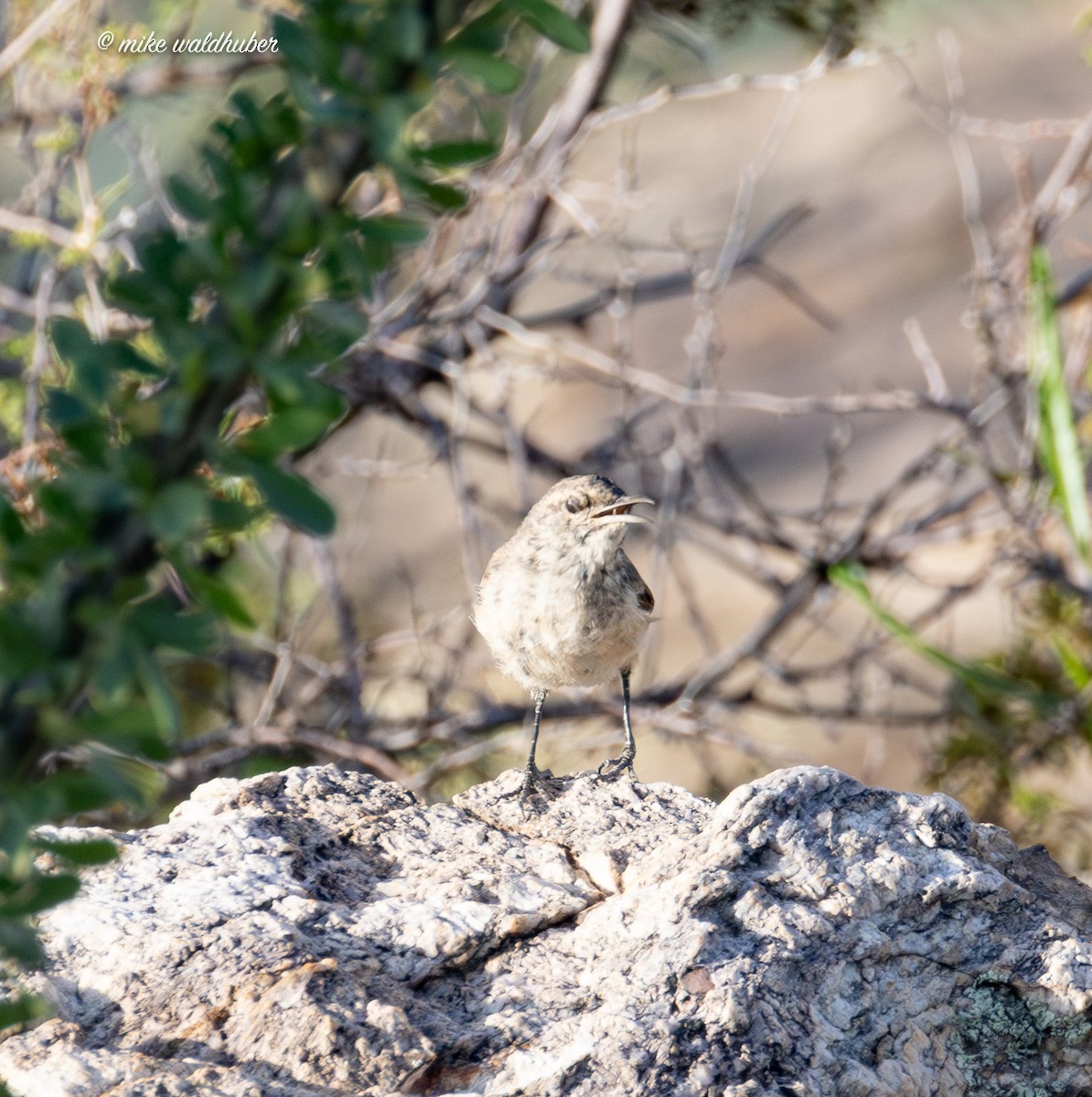 Rock Wren - ML622637346