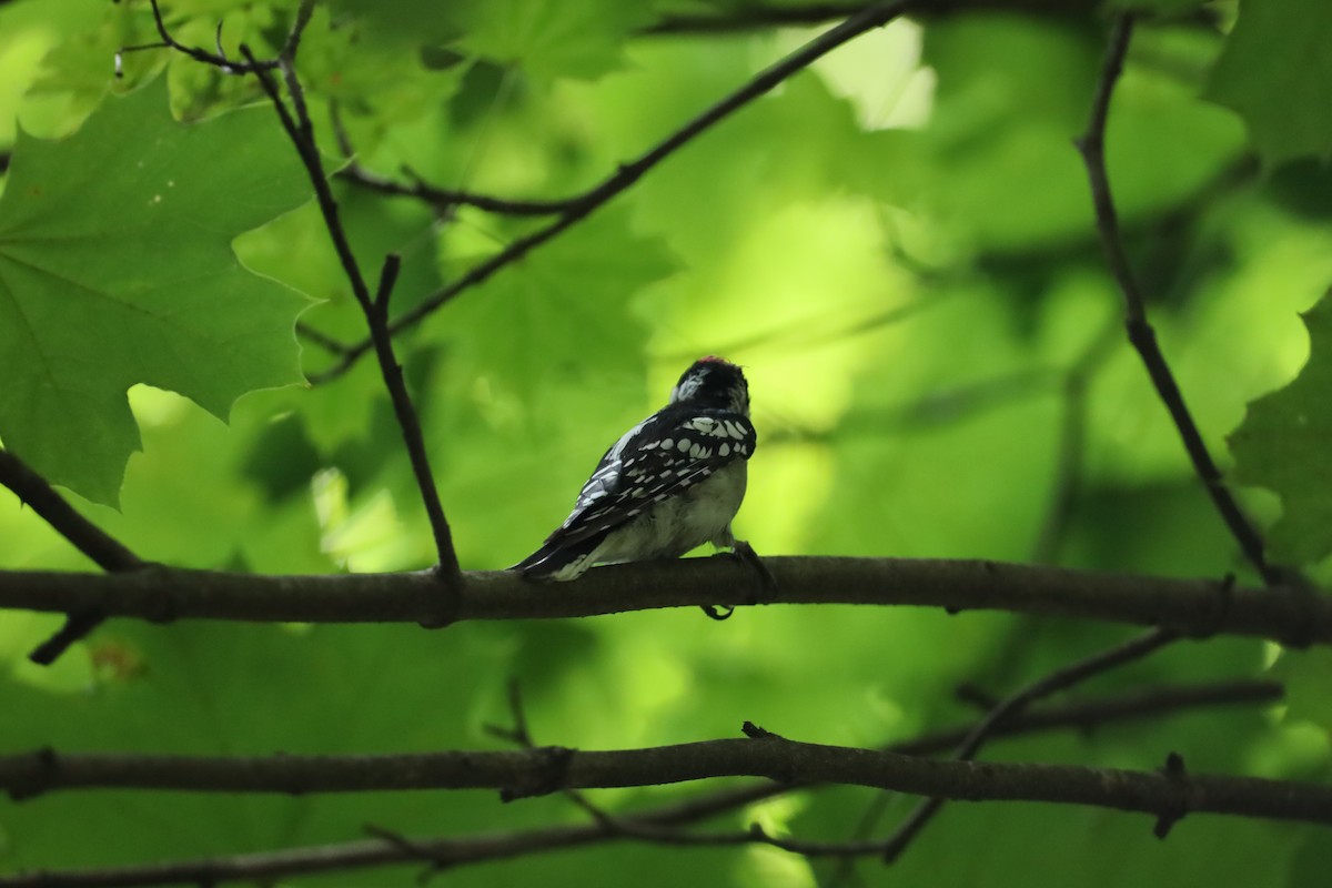 Downy Woodpecker - ML622637386