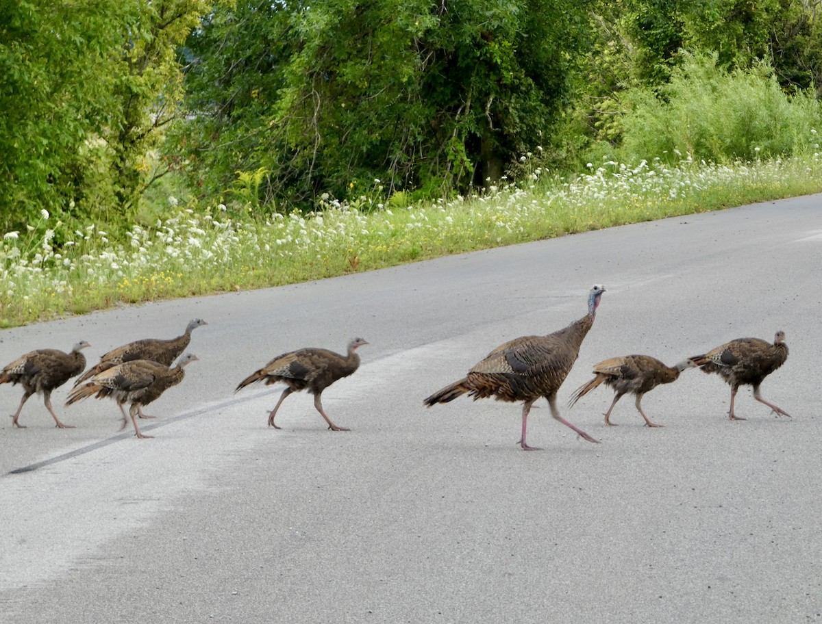 Wild Turkey - Damon Fortney