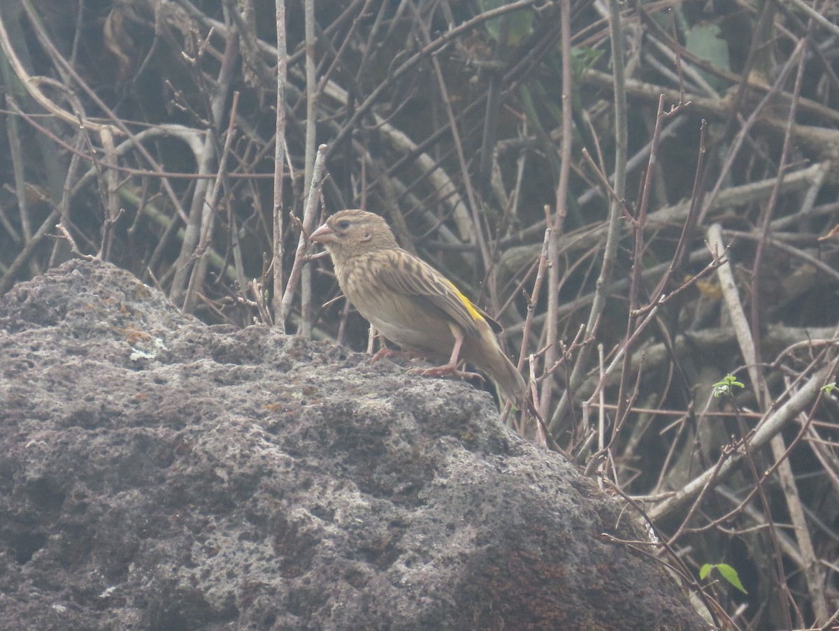 Yellow Bishop - ML622637425