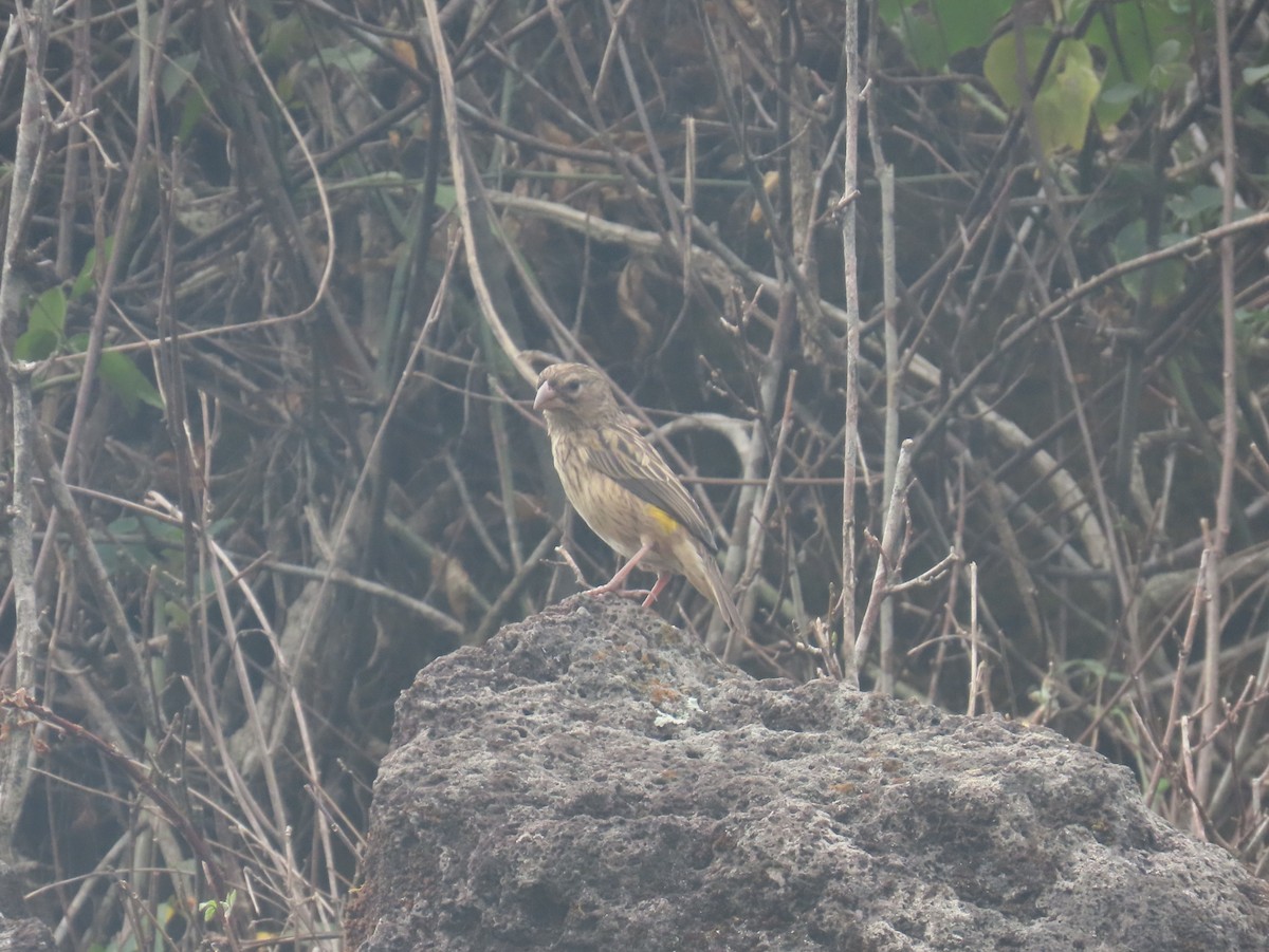 Yellow Bishop - ML622637426